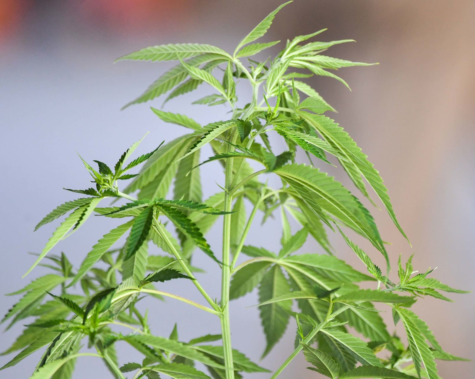 Yonderfield Holds Statewide Hemp Summit